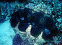 australia - great barrier reef - clam.jpg